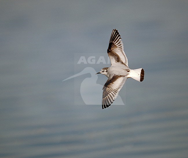 Onvolwassen Dwergmeeuw in vlucht; First-winter Little Gull in flight stock-image by Agami/Mike Danzenbaker,