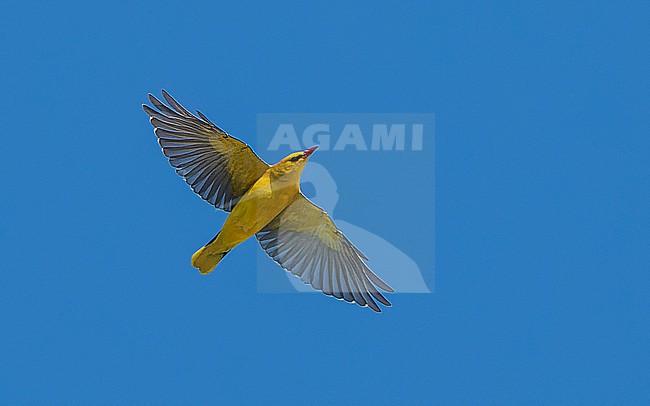 Eurasian Golden Oriole (Oriolus oriolus) male, in flight, on migration, with spread wings. stock-image by Agami/Lennart Verheuvel,