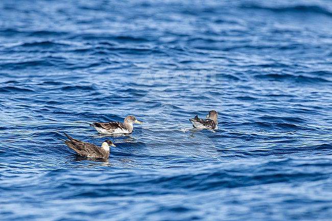  stock-image by Agami/Menno van Duijn,