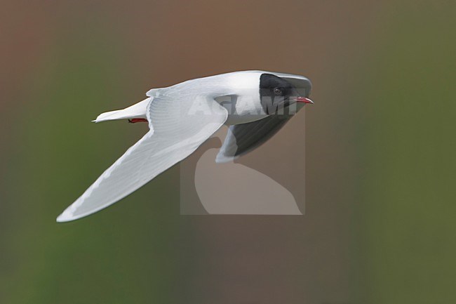 Dwergmeeuw in zomerkleed vliegend; Little Gull in summer plumage flying stock-image by Agami/Daniele Occhiato,