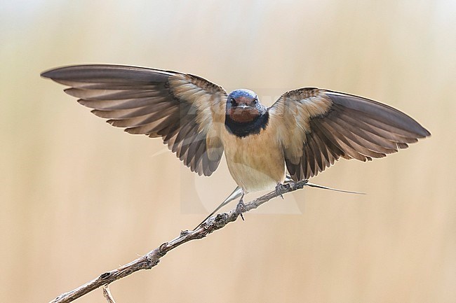 Boerenzwaluw met vleugels wijd, Barn Swallow with wings out stock-image by Agami/Daniele Occhiato,