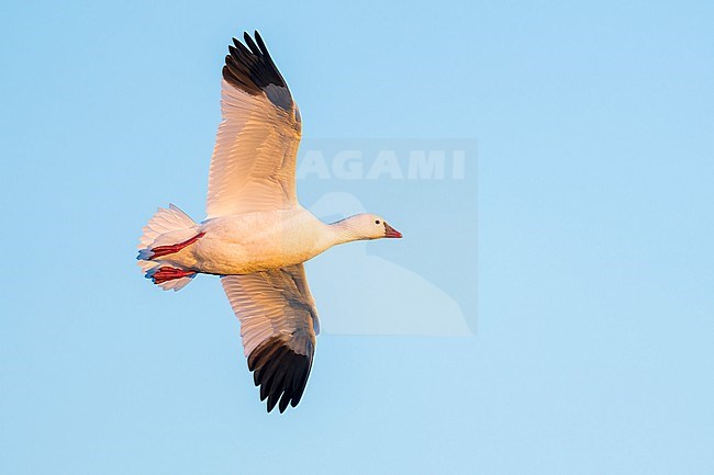 Adult
Colusa Co., CA
January 2023 stock-image by Agami/Brian E Small,