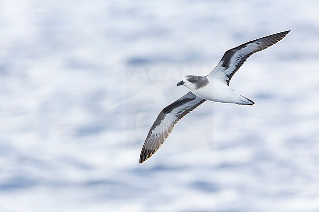 Bermuda Petrel, Pterodroma cahow, off the coast near the colony on Nonsuch island, Bermuda. Bird in flight. stock-image by Agami/Marc Guyt,