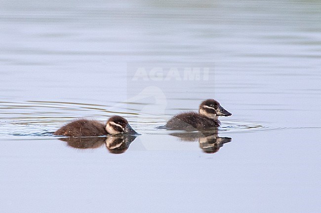 White-headed Duck (Oxyura leucocephala) in Laguna de Navaseca, Daimiel, Spain. Two ducklings swimming. stock-image by Agami/Marc Guyt,