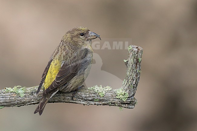 Adult female
Jefferson Co., CO
June 2023 stock-image by Agami/Brian E Small,