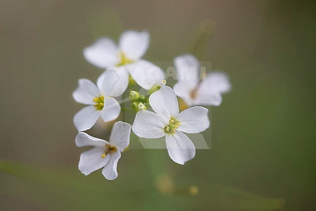 Sand Rock cress, Arabidopsis arenosa stock-image by Agami/Wil Leurs,