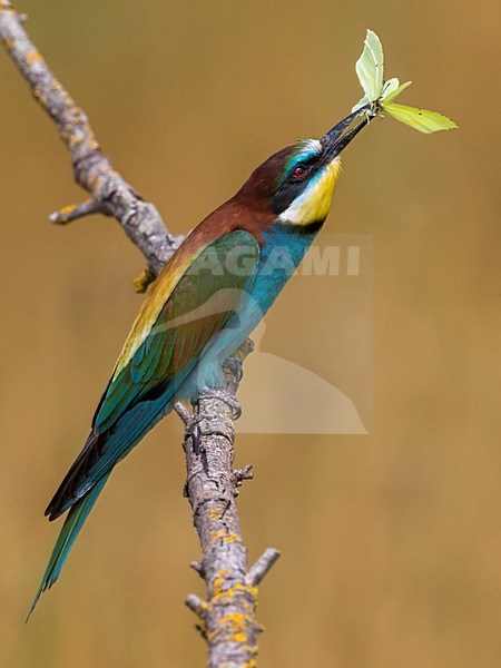 Bijeneter met prooi, European Bee-eater with prey stock-image by Agami/Daniele Occhiato,