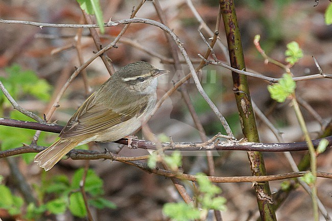 Sakhalin Leaf Warbler in spring in Hokkaido, Japan. stock-image by Agami/Stuart Price,