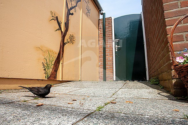 Male Common Blackbird (Turdus merula) looking for food on the ground in an urban garden in Katwijk, Netherlands. stock-image by Agami/Marc Guyt,