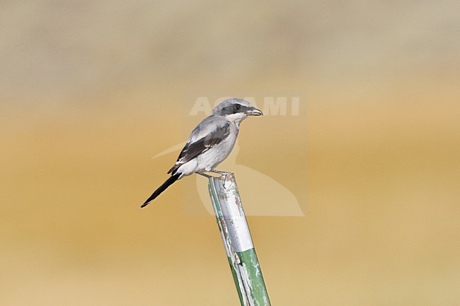 Amerikaanse Klapekster zittend; Loggerhead Shrike perched stock-image by Agami/Marc Guyt,