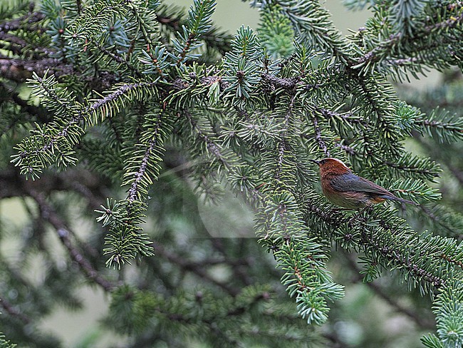 Male Crested tit-warbler (Leptopoecile elegans) on Tibetan plateau, Qinghai, China. stock-image by Agami/James Eaton,
