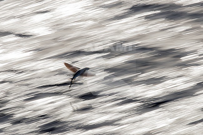 Backlight picture of a flyingfish (Exocoetidae sp.) in flight with slow shutterspeed over the atlantic ocean. Waters between St. Helena and Ascension Islands.

 stock-image by Agami/Rafael Armada,