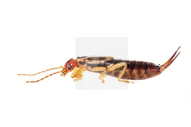 Common Earwig, Gewone oorworm, Forficula auricularia stock-image by Agami/Wil Leurs,