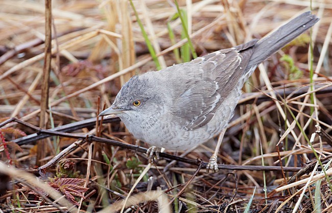 Sperwergrasmus foeragerend op de grond; Barred Warbler foraging on the ground stock-image by Agami/Markus Varesvuo,