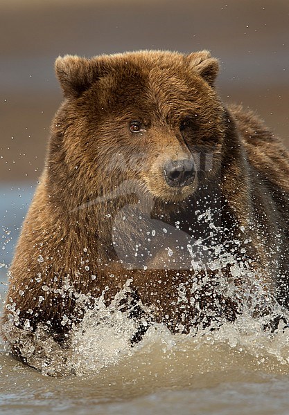 Wild Grizzly Bear (Ursus arctos) fishing in a river in North America. stock-image by Agami/Danny Green,
