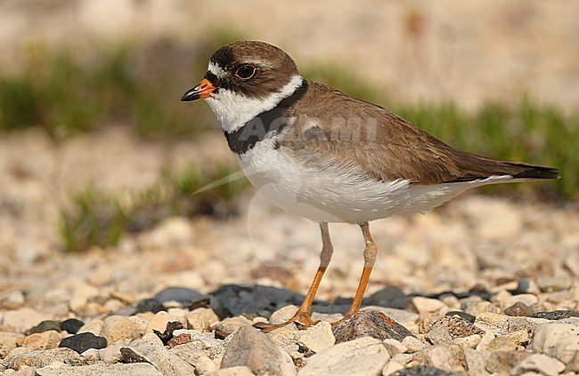 Semipalmated Plover (Charadrius semipalmatus) at Churchill, arctic Canada stock-image by Agami/Eduard Sangster,