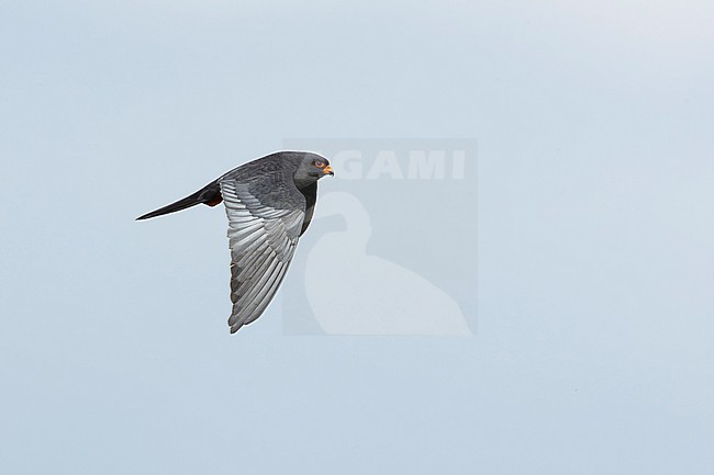 adult male red-footed falcons (Falco vespertinus) in flight, found in Kiskunsag National Park stock-image by Agami/Mathias Putze,