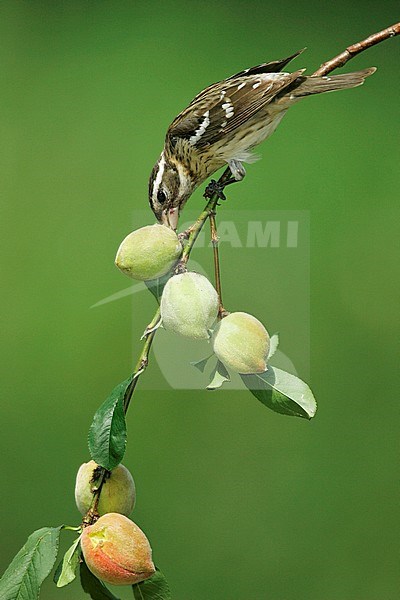 Adult female
Galveston Co., TX
May 2005 stock-image by Agami/Brian E Small,