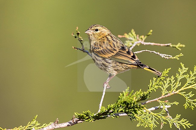 European Serin (Serinus serinus) in Spain. Immature perched in a small bush. stock-image by Agami/Oscar Díez,