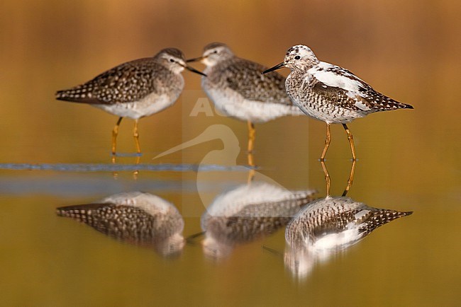 Wood Sandpiper (Tringa glareola) in Italy. stock-image by Agami/Daniele Occhiato,