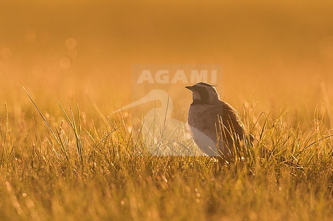 Adult  Steppe Horned Lark (Eremophila alpestris brandtii) in Kyrgyzstan, during summer season. stock-image by Agami/Ralph Martin,