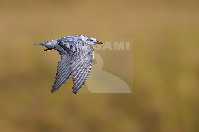 White-winged Tern, Chlidonias leucopterus, in flight. stock-image by Agami/Sylvain Reyt,