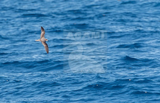 Soft-plumaged Petrel, Pterodroma mollis, in flight south of New Zealand. stock-image by Agami/Marc Guyt,