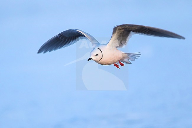 Adult Ross's Gull (Rhodostethia rosea) in breeding plumage flying over the arctic tundra near Barrow in northern Alaska, United States. stock-image by Agami/Dubi Shapiro,