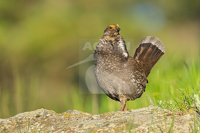 Adult male
Boulder Co., CO
June 2023 stock-image by Agami/Brian E Small,