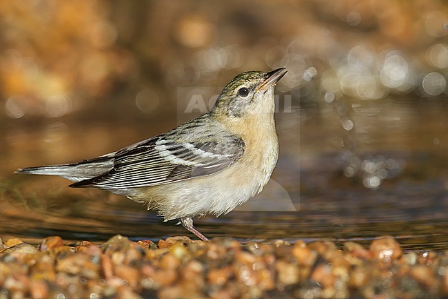 Adult female breeding
Galveston Co., TX
May 2013 stock-image by Agami/Brian E Small,