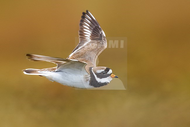 Common Ringed Plover (Charadrius hiaticula) in Norway. stock-image by Agami/Daniele Occhiato,