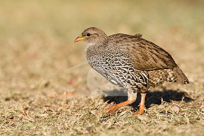 Natal-frankolijn, Natal Francolin, Francolinus natalensis stock-image by Agami/Marc Guyt,