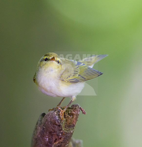 Wood Warbler - Waldlaubsänger - Phylloscopus sibilatrix, Germany stock-image by Agami/Ralph Martin,