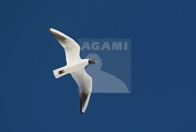 Kokmeeuw in vlucht, Black-headed Gull in flight stock-image by Agami/Markus Varesvuo,