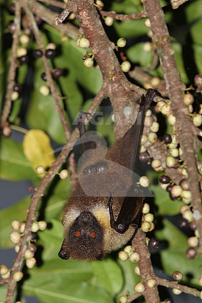 Ryukyu Flying Fox (Pteropus dasymallus) handing upside down in a fruiting tree on the Japanese island Okinawa. t is threatened by habitat loss and by hunting for food. stock-image by Agami/James Eaton,