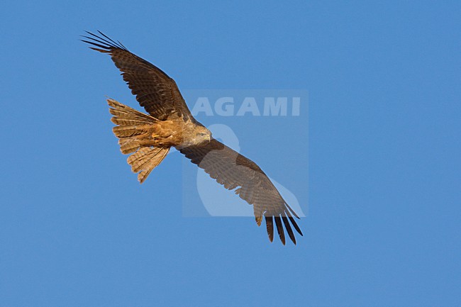 Geelsnavelwouw in de vlucht; Yellow-billed Kite in flight stock-image by Agami/Daniele Occhiato,