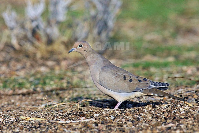 Treurduif, Mourning Dove stock-image by Agami/Brian E Small,