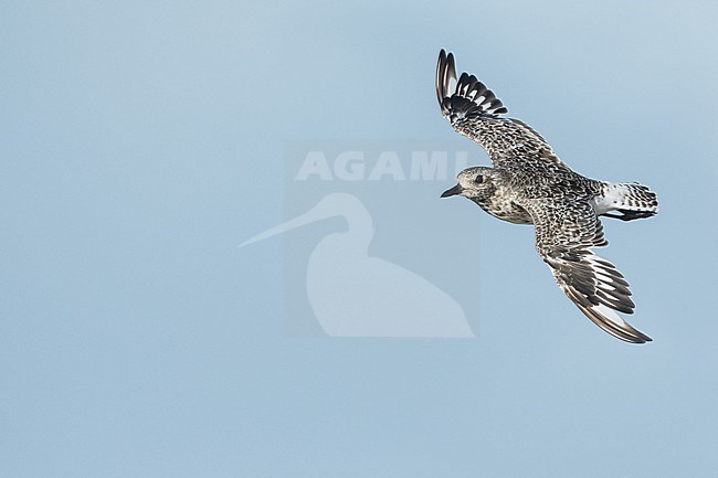 Grey Plover - Kiebitzregenpfeifer - Pluvialis squatarola ssp. squatarola, Germany (Hamburg), adult, moulting to nonbreeding plumage stock-image by Agami/Ralph Martin,