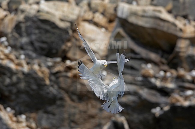 Volwassen Drieteenmeeuw in vlucht; Adult Black-legged Kittiwake in flight stock-image by Agami/Markus Varesvuo,