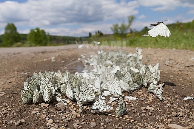 Large numbers of Black-veined White (Aporia crataegi) on a local dirt road in Kazakhstan, stock-image by Agami/Ralph Martin,