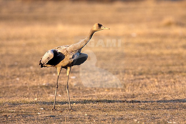 Common Crane, Grus grus stock-image by Agami/Oscar Díez,