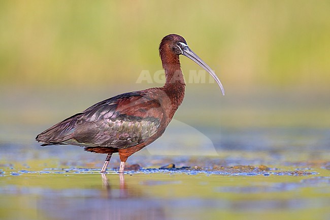 Glossy Ibis (Plegadis falcinellus), side view of an adult standing in the water, Campania, Italy stock-image by Agami/Saverio Gatto,
