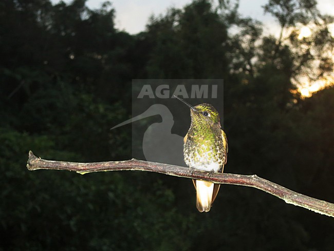 Bruinstaart-hoornkolibrie zittend in het donker; Buff-tailed Coronet perched in the dark stock-image by Agami/Marc Guyt,