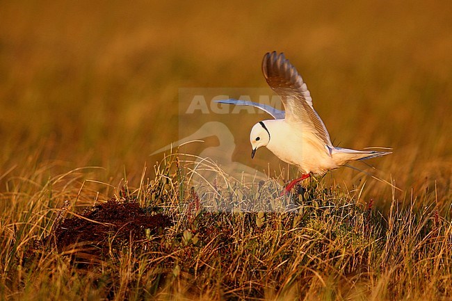 Adult Ross's Gull (Rhodostethia rosea) in summer plumage at a breeding colony in the Indigirka delta on the tundra of Siberia, Russia. Landing at its nest. stock-image by Agami/Chris van Rijswijk,