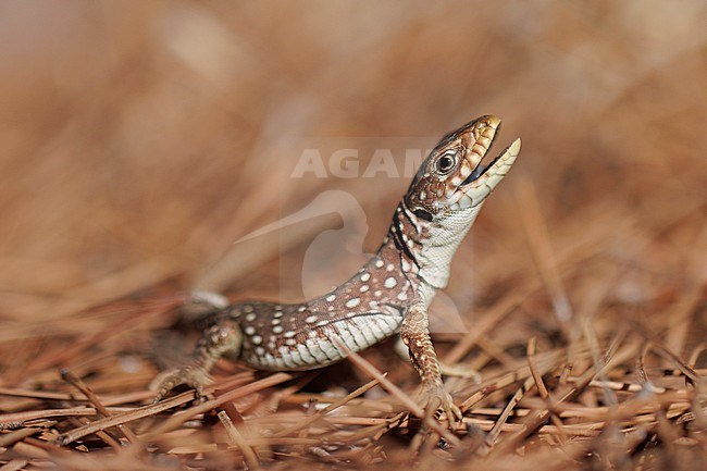 Ocellated Lizard (Timon lepidus) taken the 04/10/2023 at Istres - France. stock-image by Agami/Nicolas Bastide,