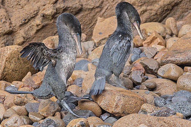 Flightless Cormorant, Nannopterum harrisi, on the Galapagos Islands, part of the Republic of Ecuador. Only found on just two islands; Fernandina, and the northern and western coasts of Isabela. stock-image by Agami/Pete Morris,