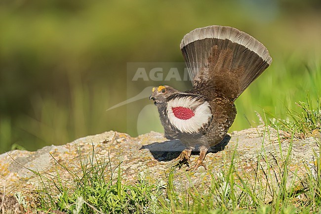Adult male
Boulder Co., CO
June 2023 stock-image by Agami/Brian E Small,