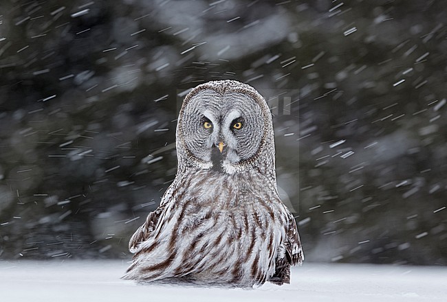 Great Grey Owl (Strix nebulosa) dring cold winter in taiga forest in northern Finland. stock-image by Agami/Markus Varesvuo,