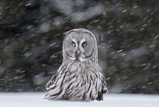 Great Grey Owl (Strix nebulosa) dring cold winter in taiga forest in northern Finland. stock-image by Agami/Markus Varesvuo,
