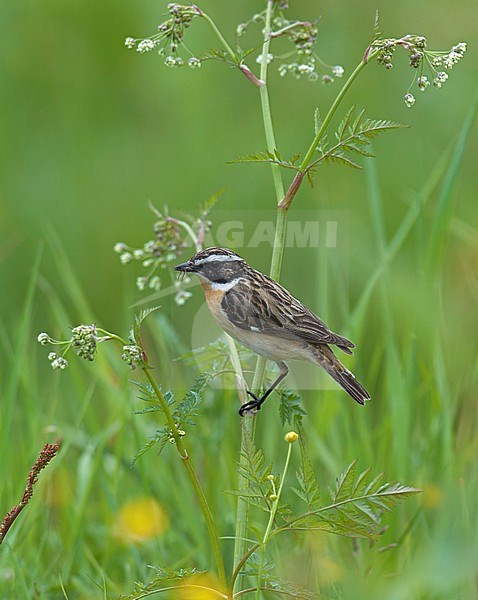 Whinchat (Saxicola rubetra) in Finland. stock-image by Agami/Tomi Muukkonen,